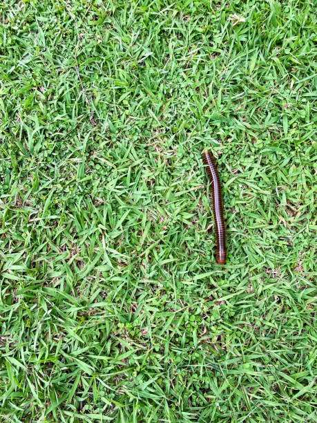 Top view close-up of a brown millipede (on the right of a picture with leave blank space on the left) crawls in straight-line on fresh green grass at daytime in vertical view.