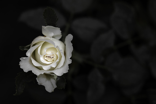 One white rose closeup on dark background. Beautiful blooming flower in the nature garden.