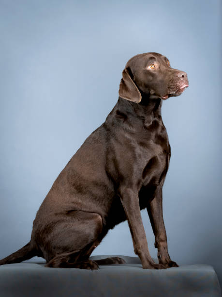 istock Chocolate labrador sitting in a photography studio 1404803688