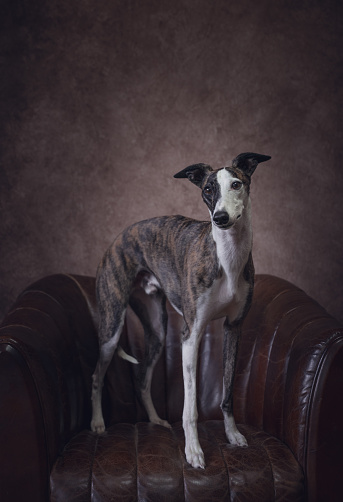 Young, spotted whippet, standing on a sofa.