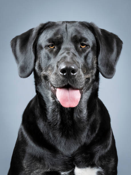 istock Portrait of a black labrador retriever 1404803896