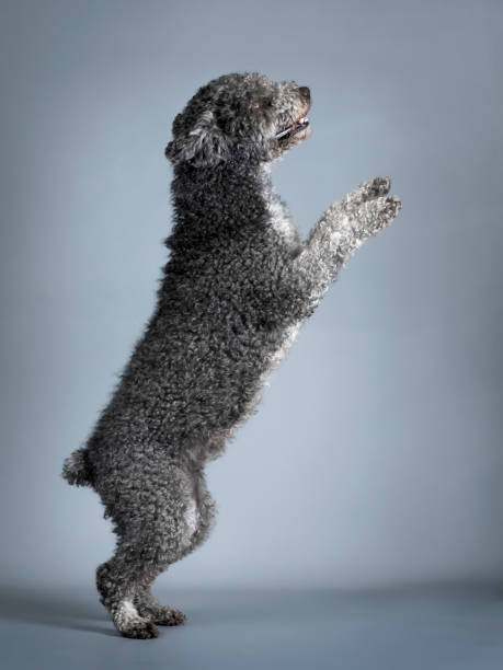 Black spanish water dog jumping