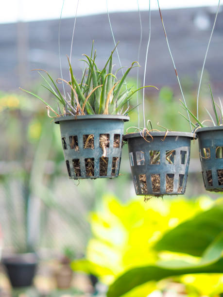 istock Ornamental plant hanging in a pot 1404804834