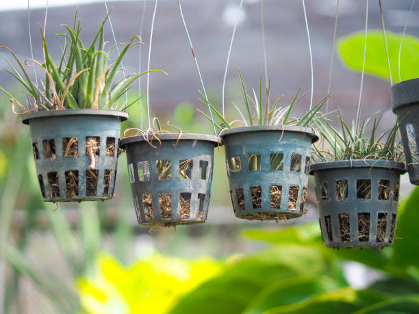 istock Ornamental plant hanging in a pot 1404804841