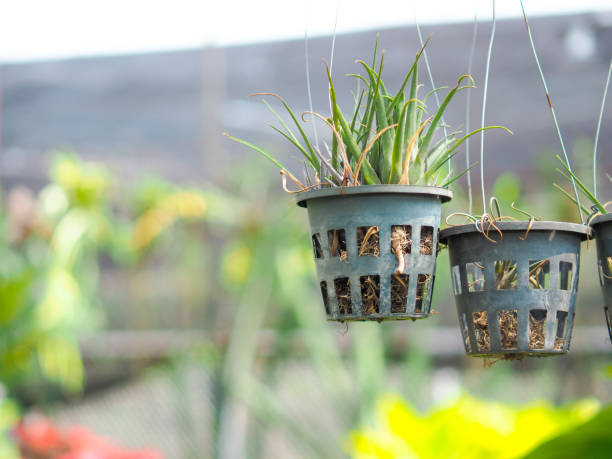 istock Ornamental plant hanging in a pot 1404804847