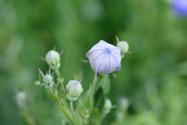 Baloon flower Zwerg Blue flower buds - Latin name - Platycodon grandiflorus Zwerg Blue