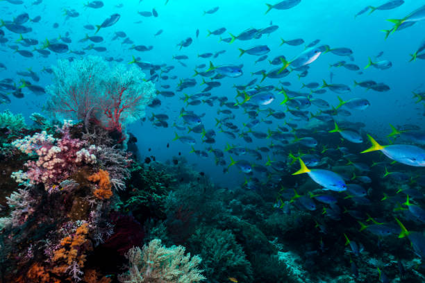 mundo submarino del triángulo de coral - océano pacífico fotografías e imágenes de stock