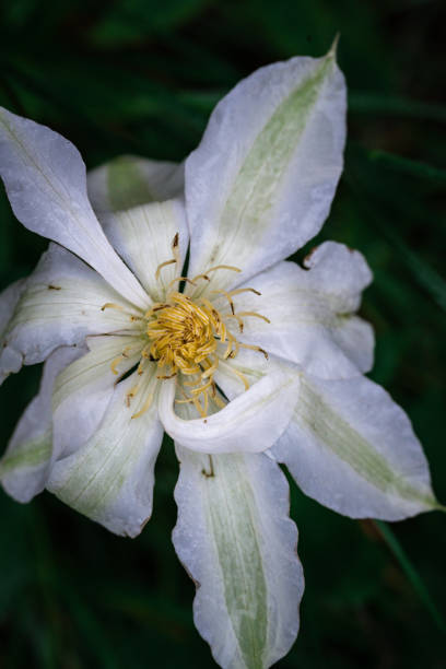 Close-up white clematis flower on a dark natural background