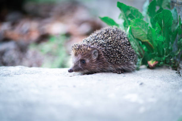 istock Close-up little hedgehog in home garden 1404807007
