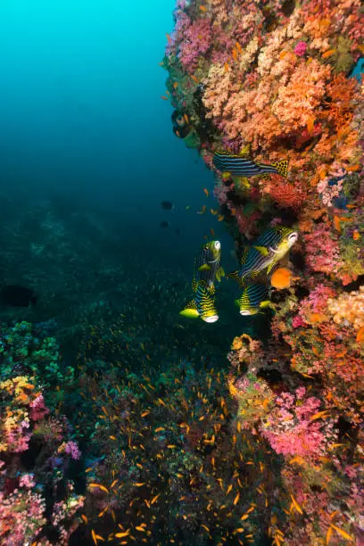 Wide angle underwater photography