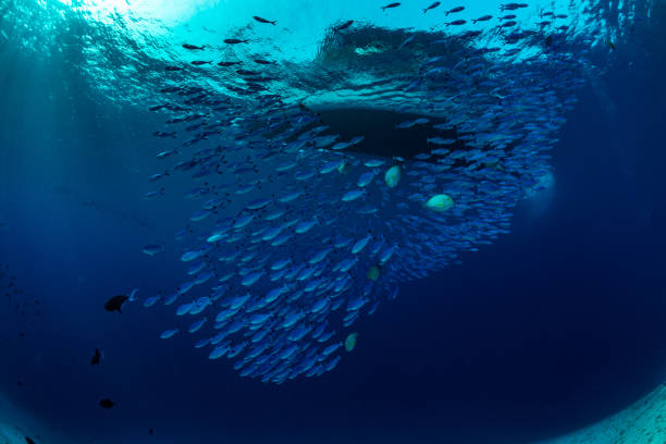 istock Underwater world of the Maldives 1404807140
