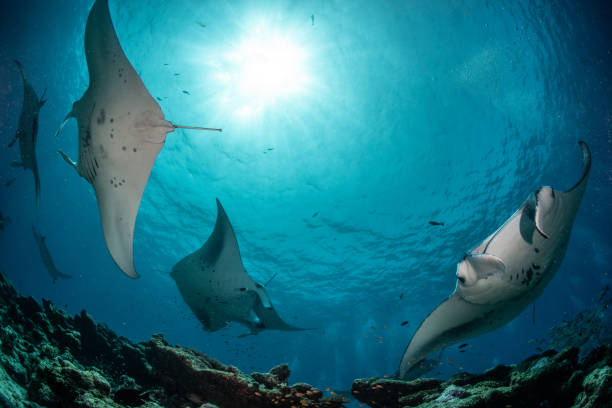 istock Underwater world of the Maldives 1404807167