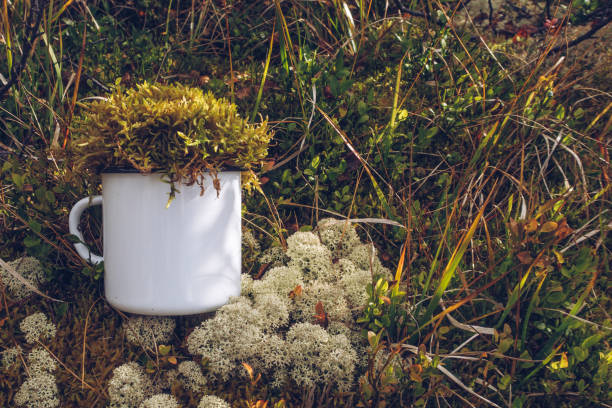 Enamel white mug in the reindeer moss, lichen, twigs and pine needles background. Trekking merchandise and camping gear marketing photo. White metal cup. Rustic scene, mockup template. stock photo