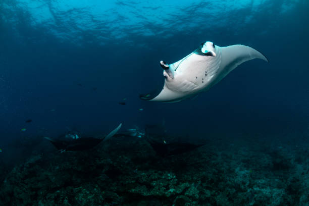 istock Underwater world of the Maldives 1404807211