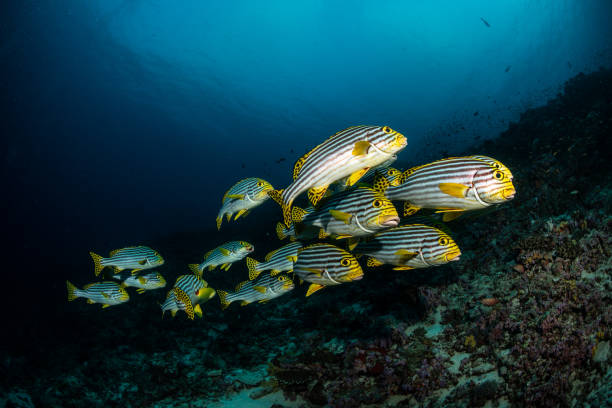 istock Underwater world of the Maldives 1404807251