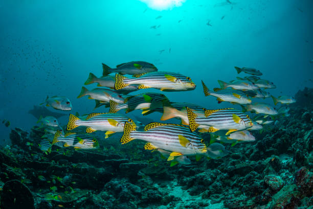 istock Underwater world of the Maldives 1404807264