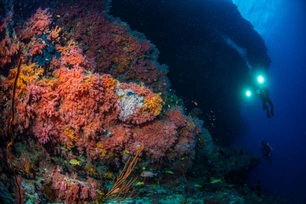 istock Underwater world of the Maldives 1404807270