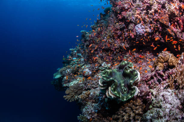 istock Underwater world of the Maldives 1404807298