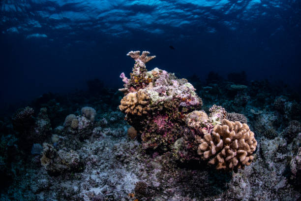 istock Underwater world of the Maldives 1404807302