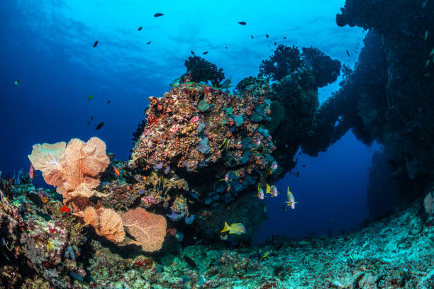 istock Underwater world of the Maldives 1404807357