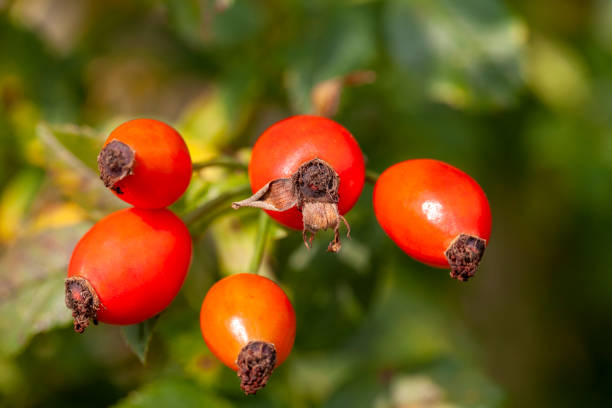 Many red rosehips on a twig in the garden stock photo