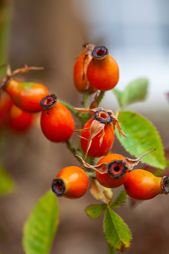 Many red rosehips on a twig in the garden