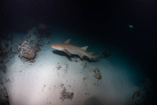 istock Underwater world of the Maldives 1404807403