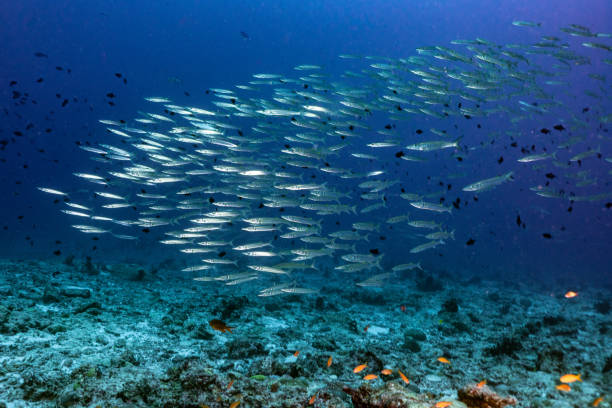 istock Underwater world of the Maldives 1404807413