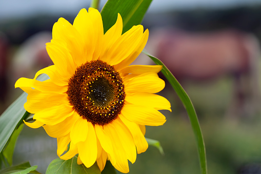 Single sunflower (Helianthus) bloom in the garden