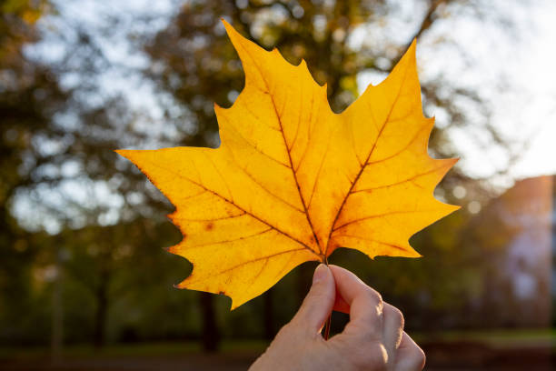 Hand of a woman holding and displaying a yellow maple leaf