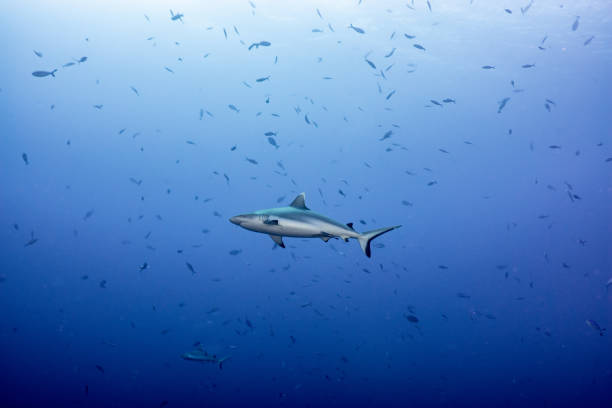 istock Underwater world of the Maldives 1404807493