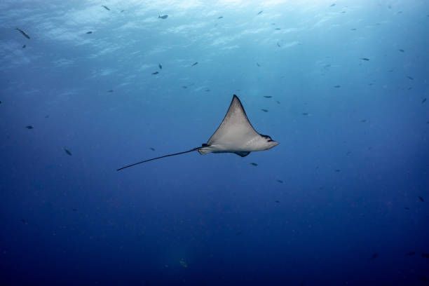 istock Underwater world of the Maldives 1404807568