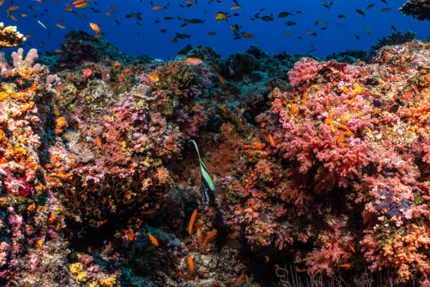 istock Underwater world of the Maldives 1404807591