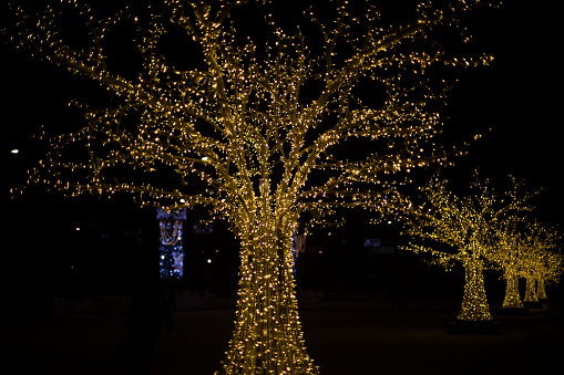 Wood in garlands at night. Park decoration. Lots of lights on tree. Festive decoration of city.