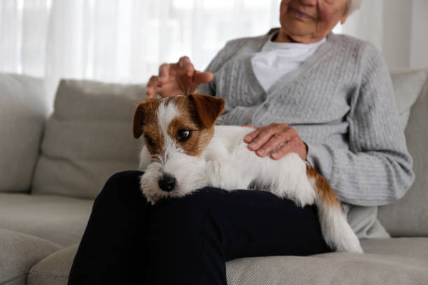 istock Older senior woman with a dog. 1404809563