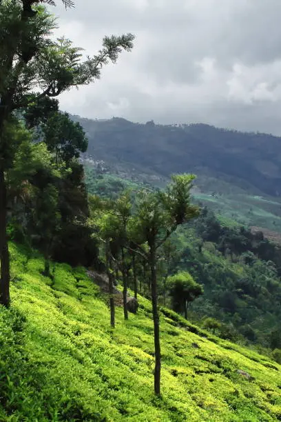 lush green tea garden of coonoor, a small mountain village located on nilgiri mountains foothills near ooty hill station in tamilnadu, south india