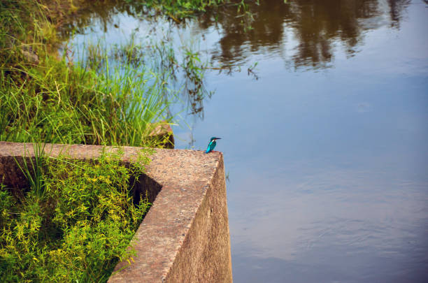 kingfisher sits against the backdrop of mountains and lake,wild nature