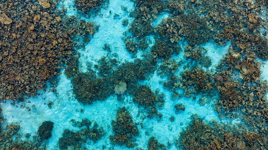 Beautiful pink soft coral on pinnacle rock with yellow fishes swimming around in Andaman Sea. Colorful underwater landscape at south tip dive site, Racha Noi island in Phuket, Thailand.