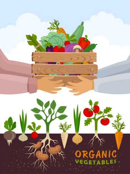 dostarczanie ekologicznej i zdrowej żywności. baner ogrodu warzywnego. plakat z warzywami korzeniowymi. - radish vegetable farmers market gardening stock illustrations