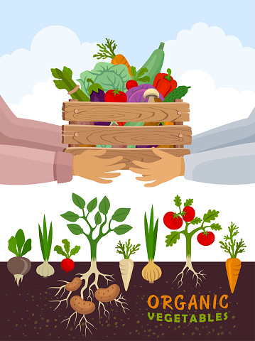 Delivering organic and healthy food. Vegetable garden banner. Poster with root veggies.