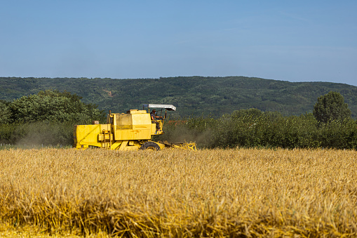 Active senior farmer driving a combine harvester, harvesting ripe wheat crops, during harvesting season