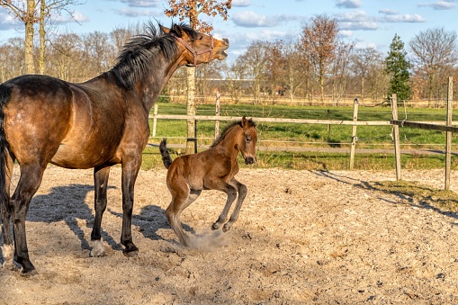 One week old dark brown foal gallops and jumps with her mother outside in the sun. mare with red halter. Warmblood, KWPN dressage horse. animal themes, newborn.