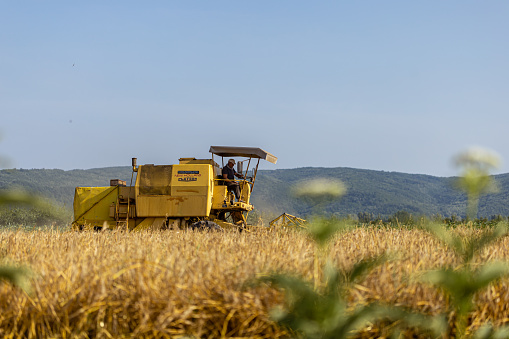 Farmer driving a combine harvester, harvesting ripe wheat crops, during harvesting season