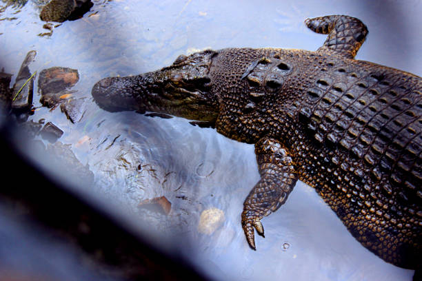 буайя м�уара, крокодил (crocodylus porosus) морской крокодил, индо-австралийский крокодил, крокодил-людоед. загорать в болотном зоопарке - living organism process horizontal close up underwater стоковые фото и изображения