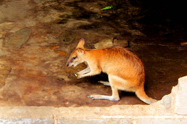 el wallaby (macropus agilis) es un macrópodo de tamaño pequeño o mediano nativo de papúa, australia y nueva guinea, - agile wallaby fotografías e imágenes de stock