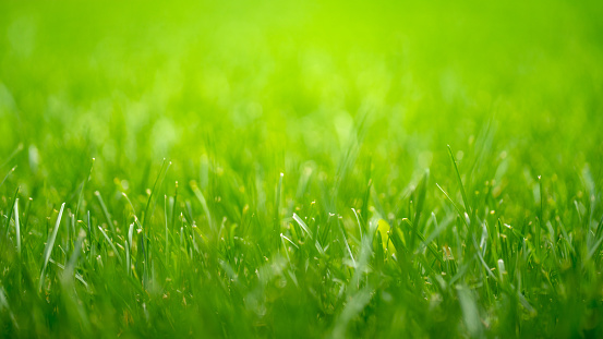 Close-up shot of juicy green grass at the field at sunny day.