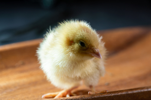 small newborn quail studio shot