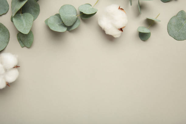 istock Flowers composition. Cotton flowers and eucalyptus branches on grey background. 1404812812