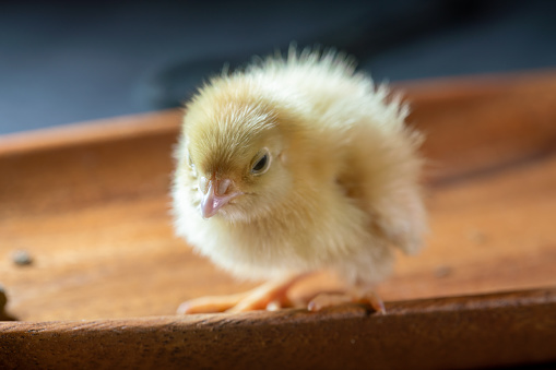 small newborn quail studio shot