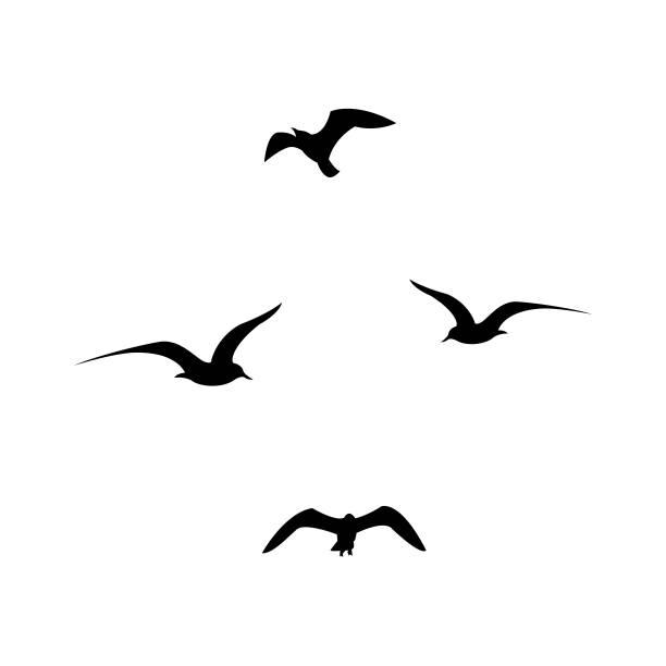 illustrations, cliparts, dessins animés et icônes de ensemble de silhouettes de mouettes volantes noires sur fond blanc. - oiseau marin